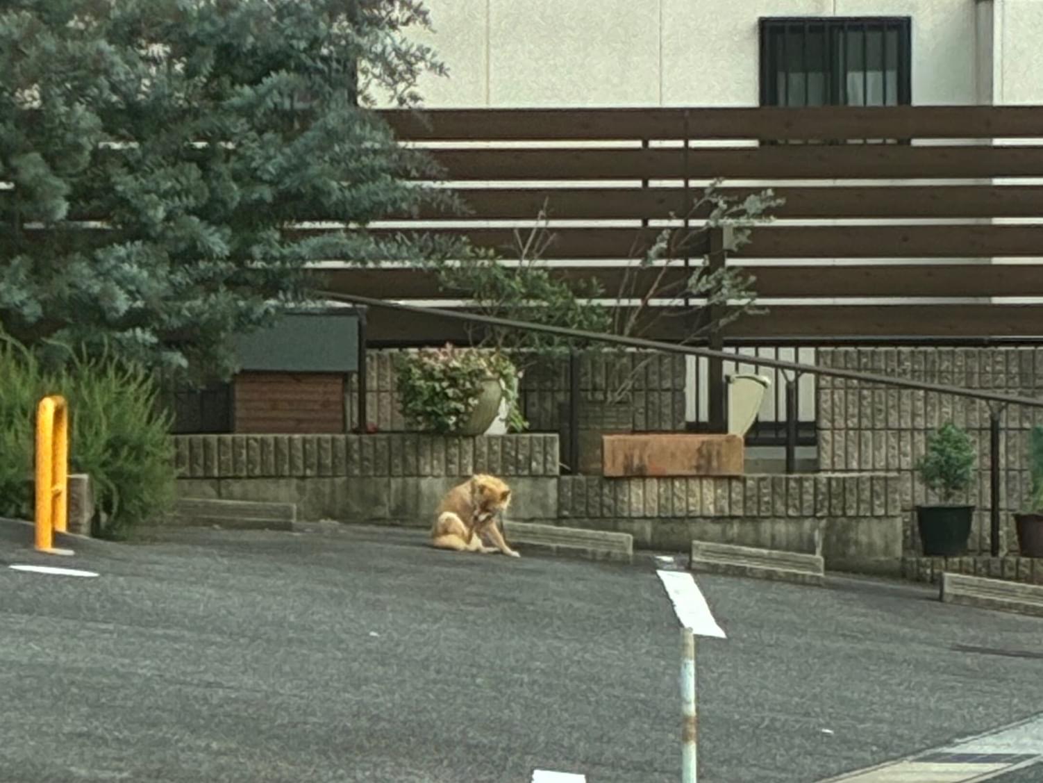 目撃された犬
