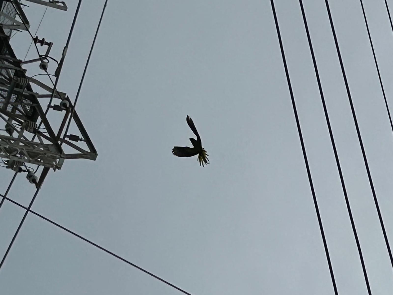 目撃された鳥 目撃された鳥