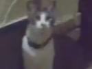目撃された猫 目撃された猫