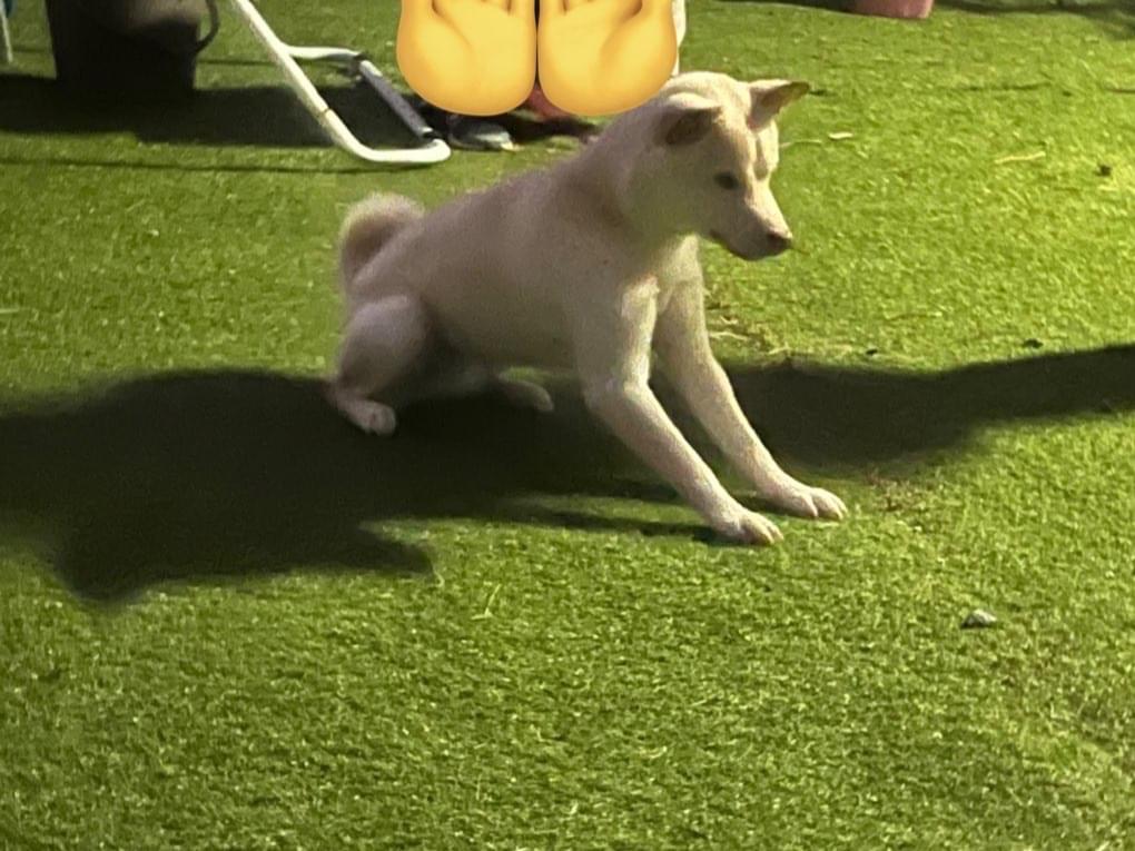 保護された犬 保護された犬