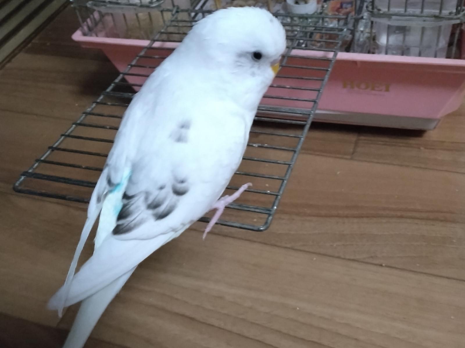 パズーちゃん パズーちゃん
