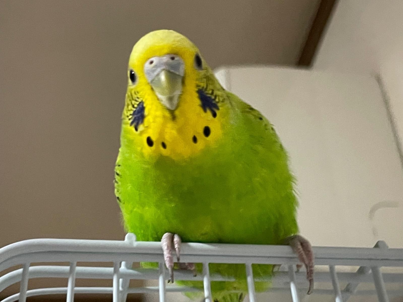 ぽぽちゃん