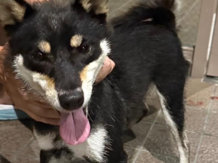 保護された犬