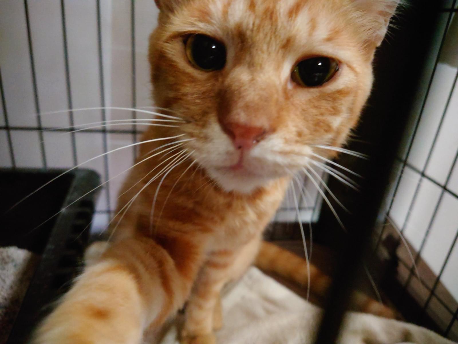 保護された猫 保護された猫