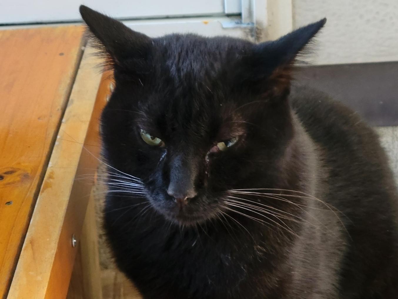 目撃された猫 目撃された猫