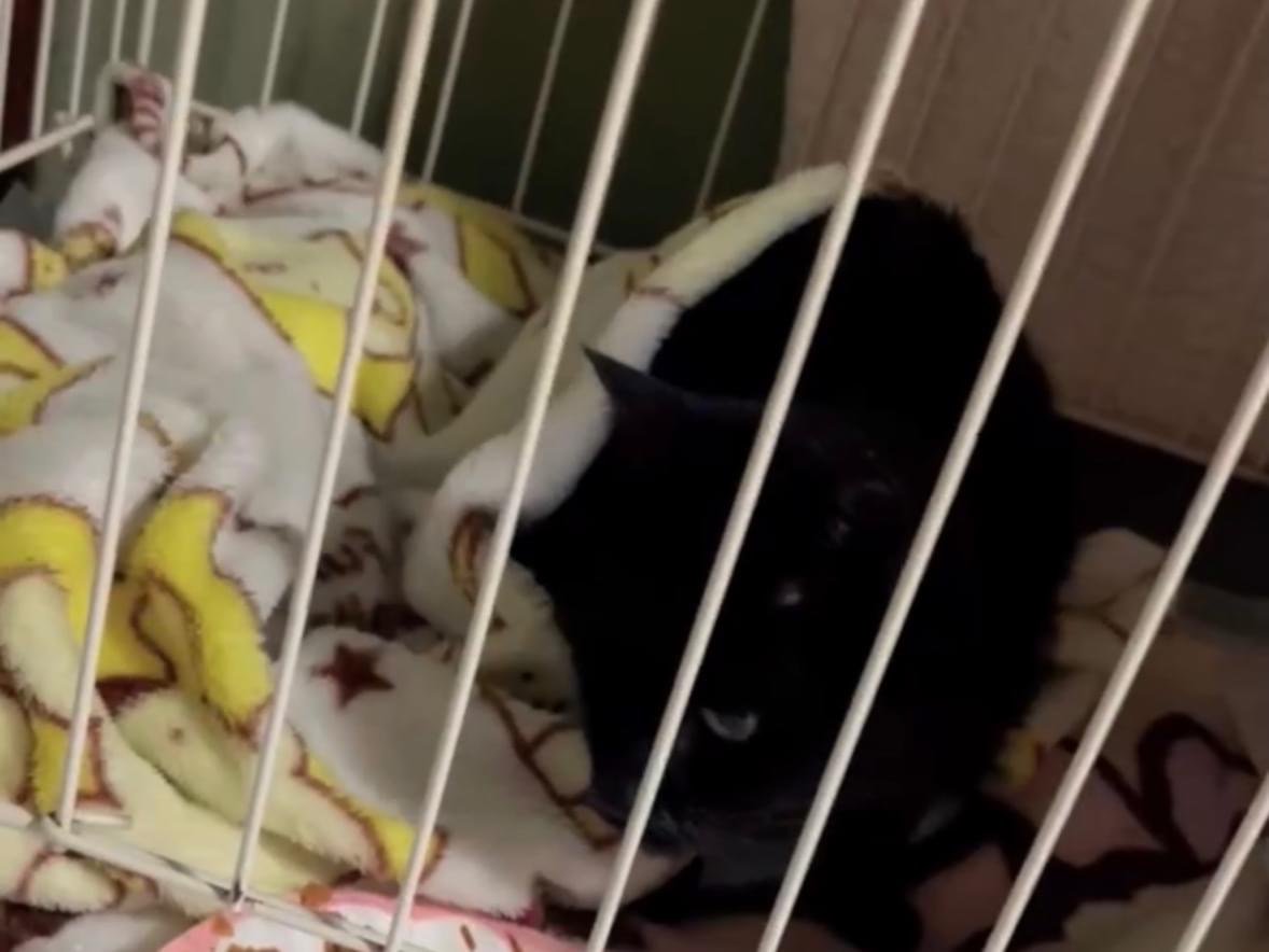 保護された猫 保護された猫