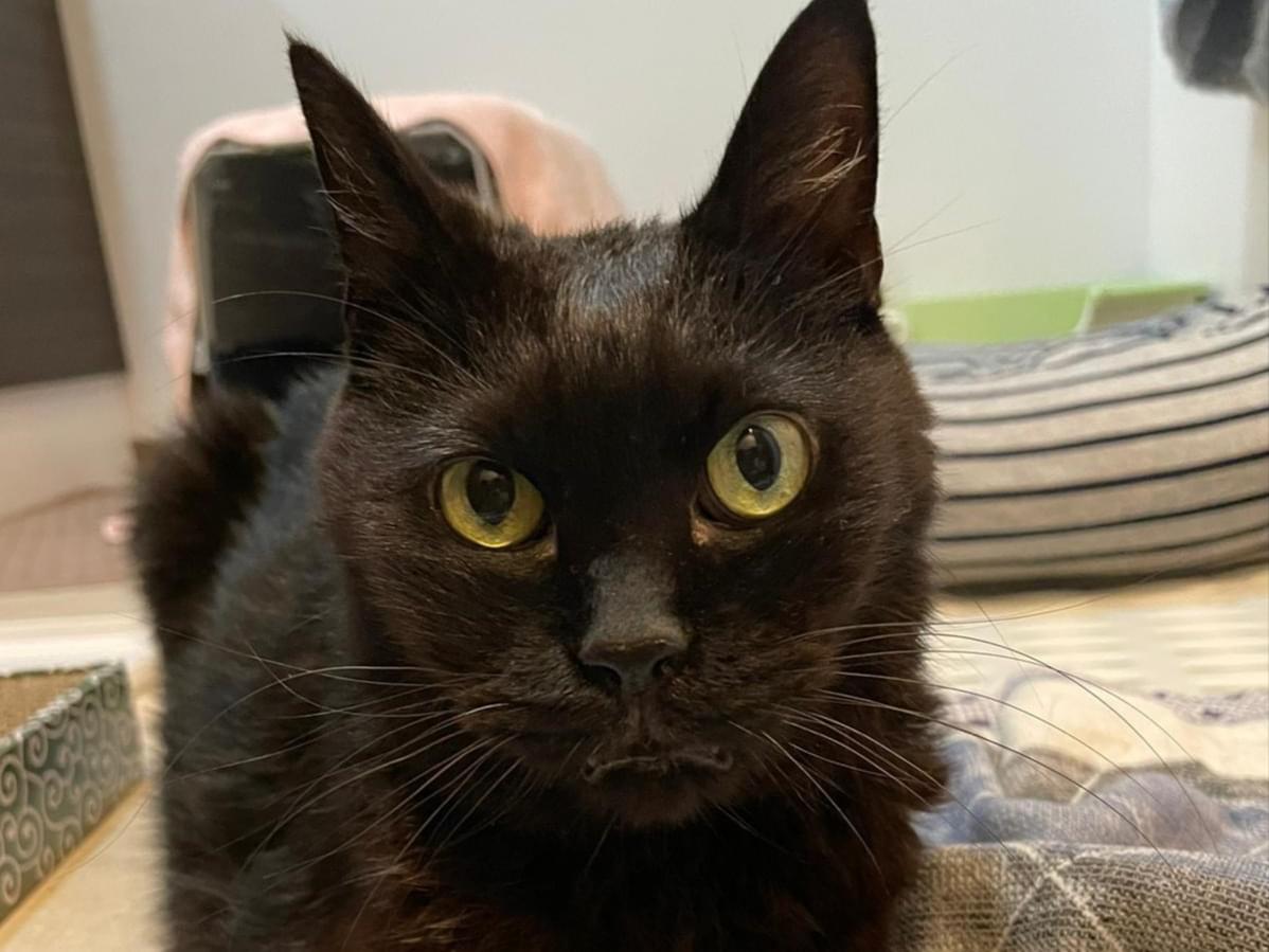 保護された猫 保護された猫