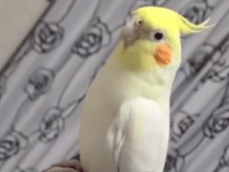 ピピーちゃん ピピーちゃん