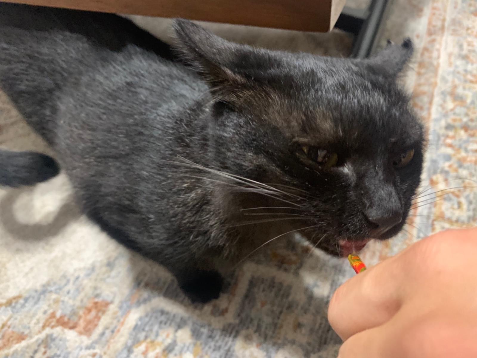 保護された猫 保護された猫