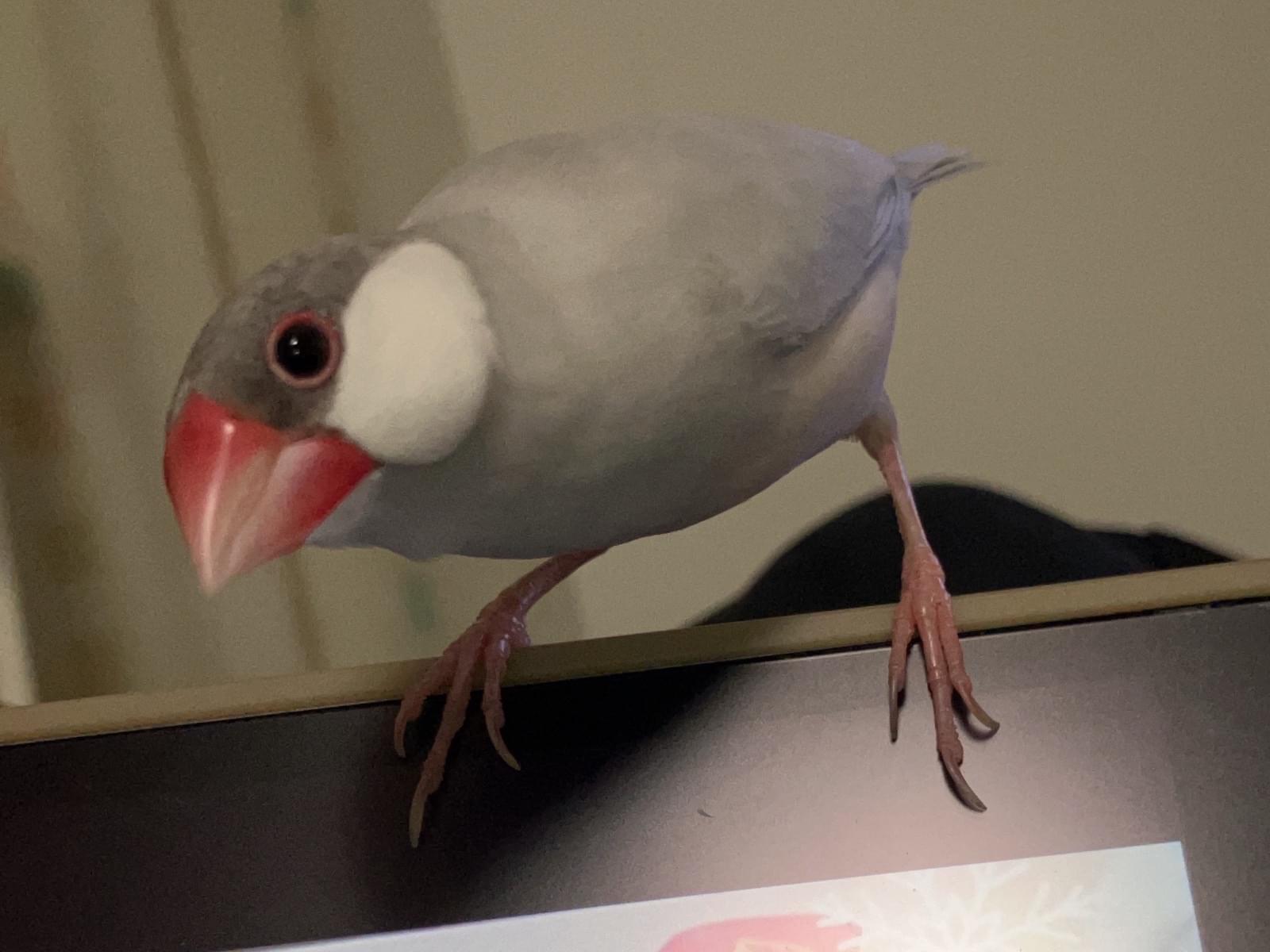 しろちゃん しろちゃん