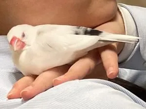 基本的に白くて、おしりと首に少し黒が残っています。