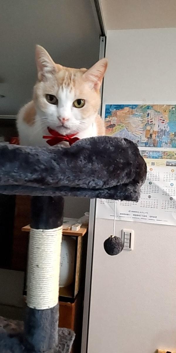 白茶色の猫