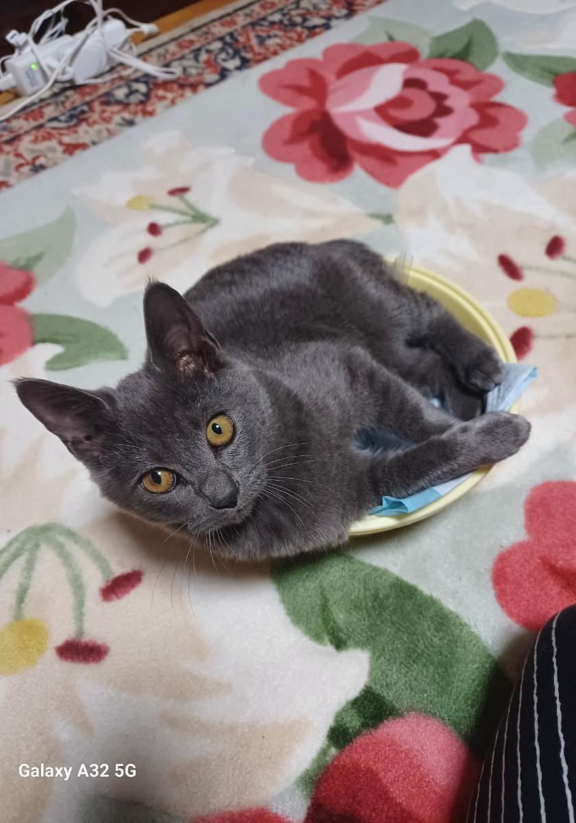 しっぽがウサギのように丸いグレー一色の猫です。