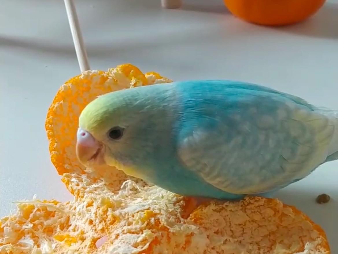 ぴーちゃん ぴーちゃん