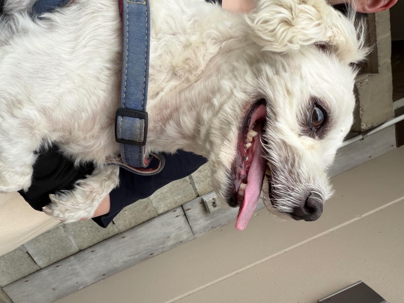保護された犬 保護された犬