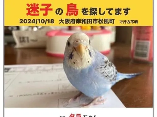体は水色 顔は白のセキセイインコ探しています