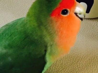 バタちゃん バタちゃん