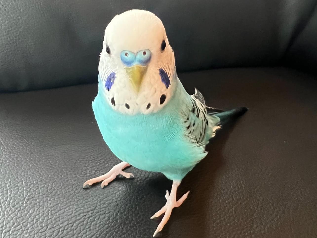 ピーちゃん ピーちゃん