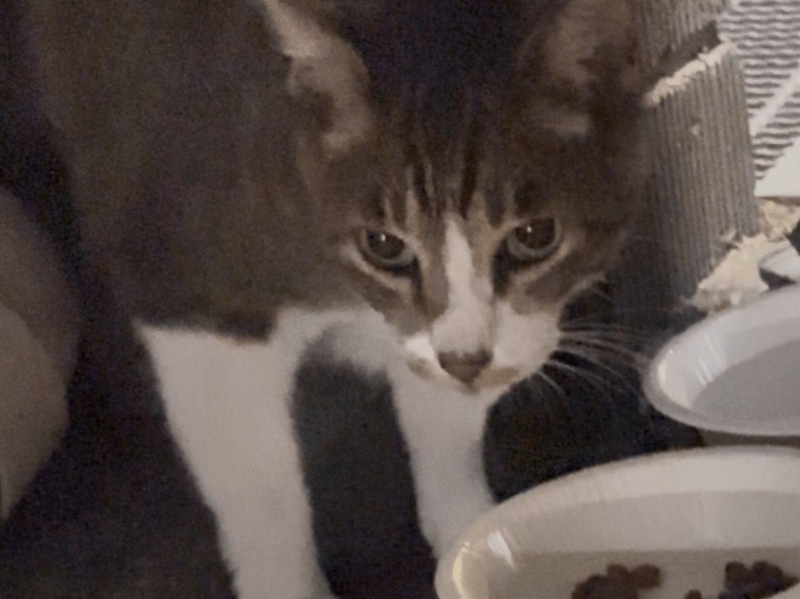 目撃された猫
