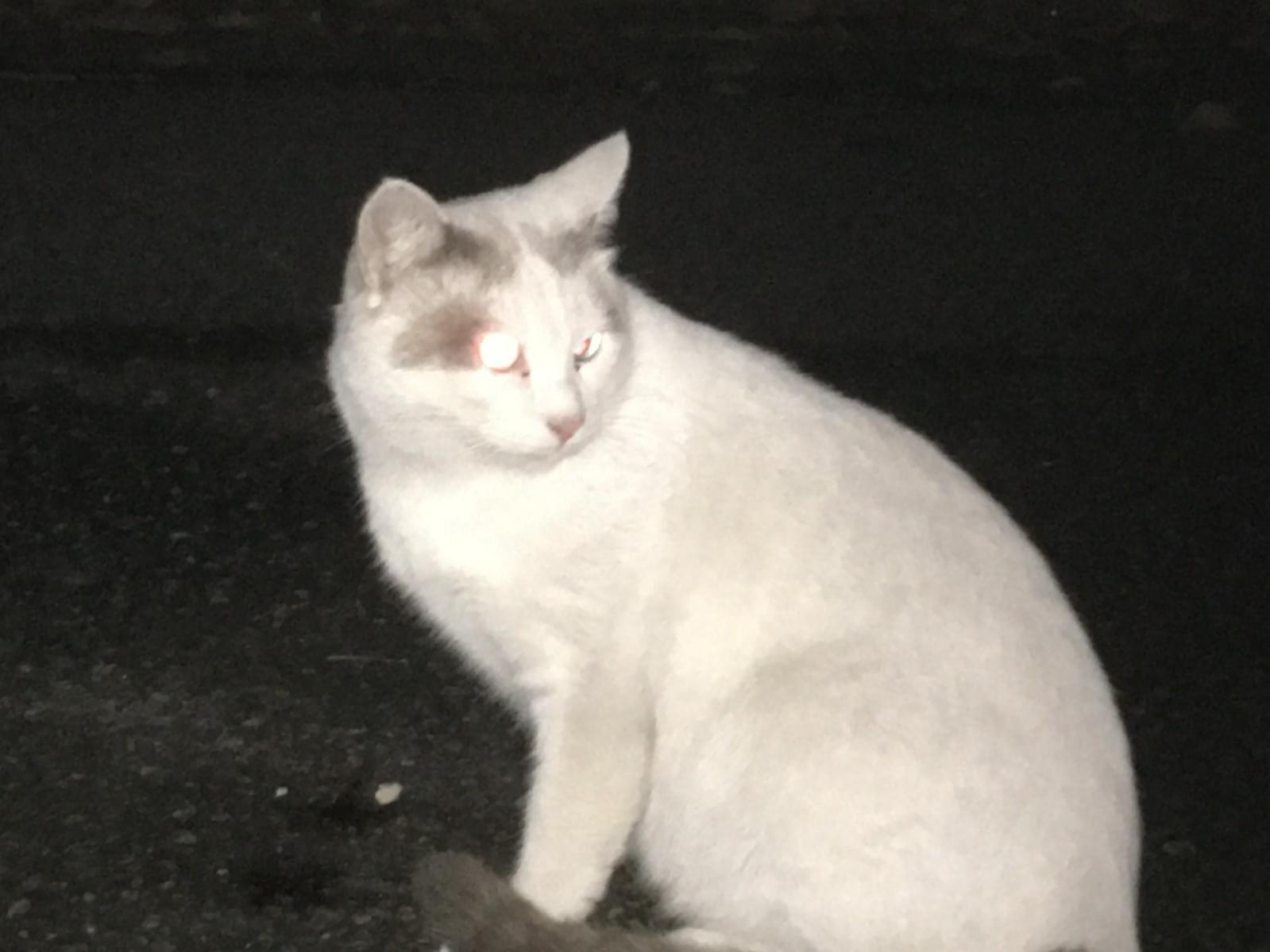 目撃された猫 目撃された猫