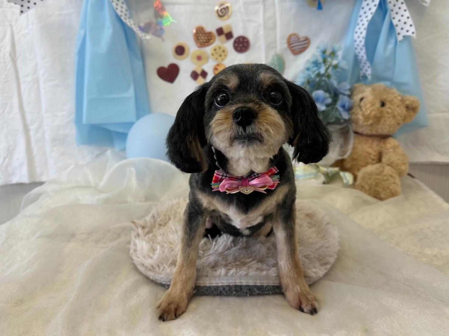 ちいちゃん ちいちゃん