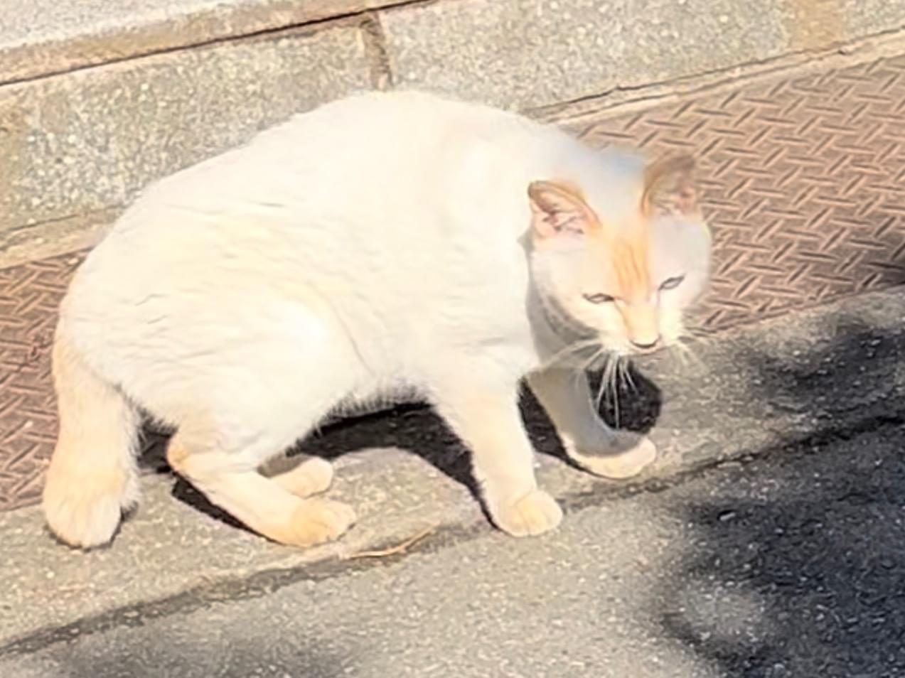 目撃された猫 目撃された猫