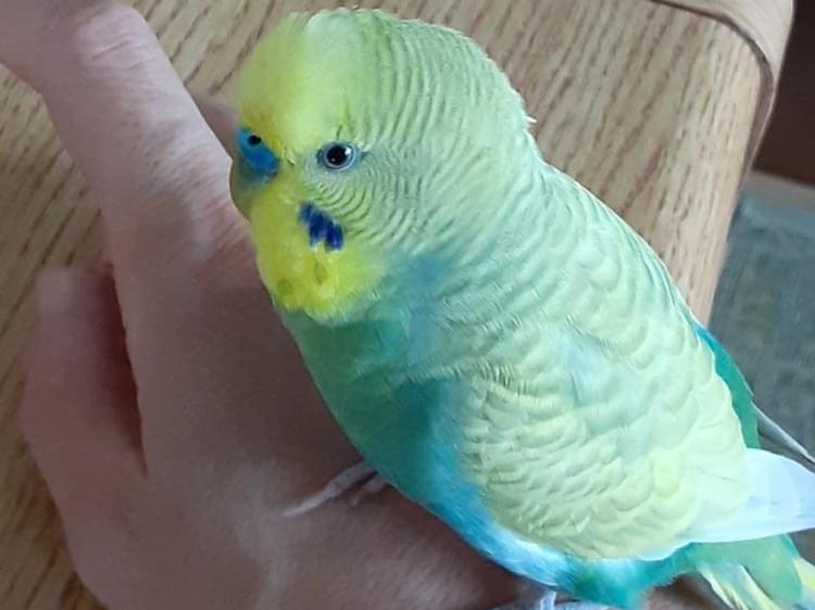 ハルちゃん ハルちゃん