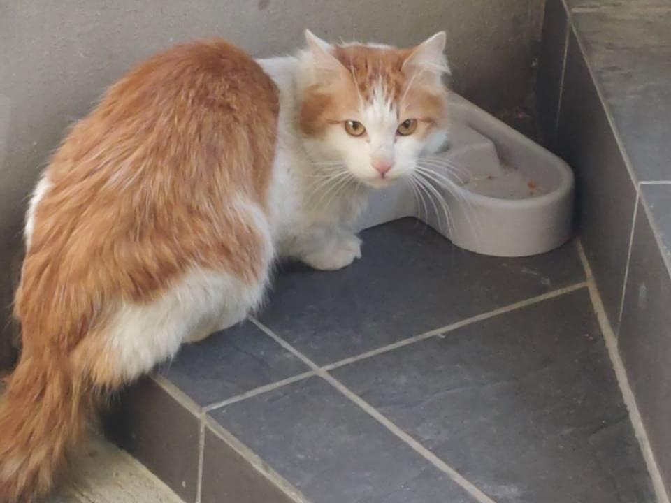 目撃された猫 目撃された猫