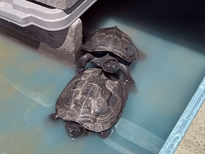 亀田くんちゃん 亀田くんちゃん