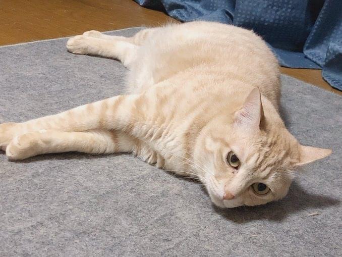 きーちゃん きーちゃん