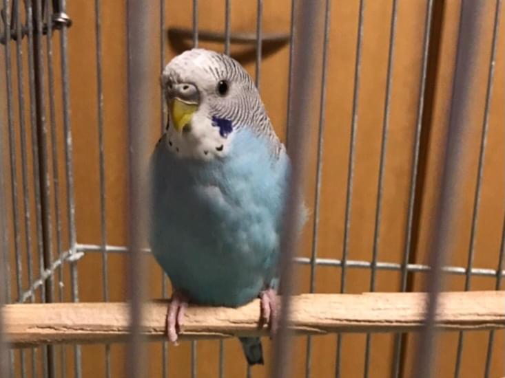 すーちゃん すーちゃん
