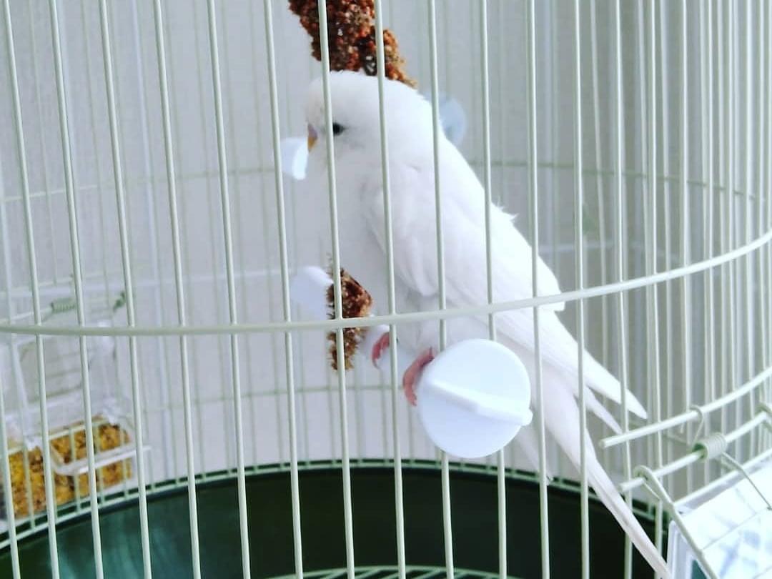 保護された鳥 保護された鳥