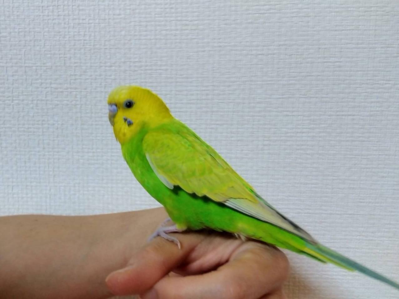 保護された鳥 保護された鳥