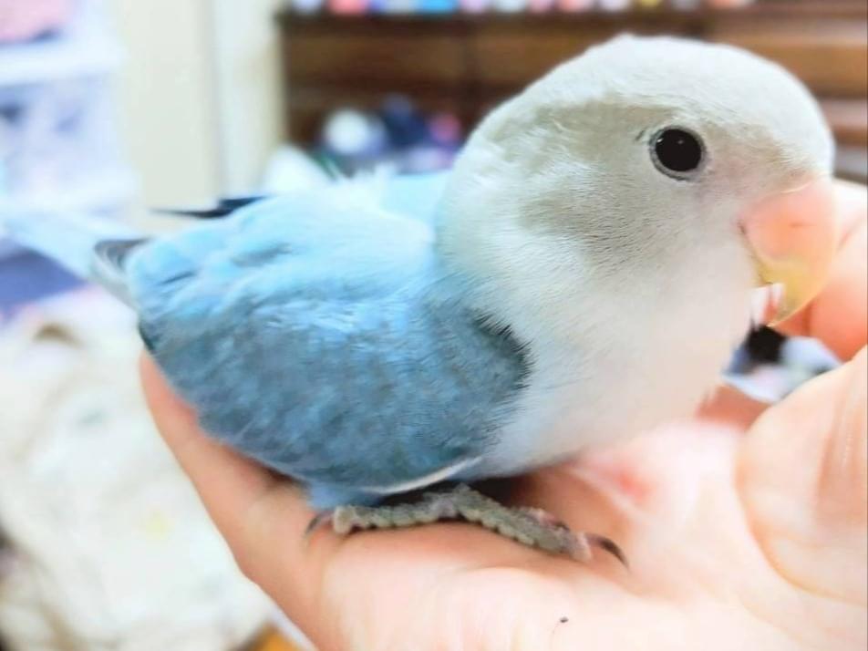 マリンちゃん マリンちゃん