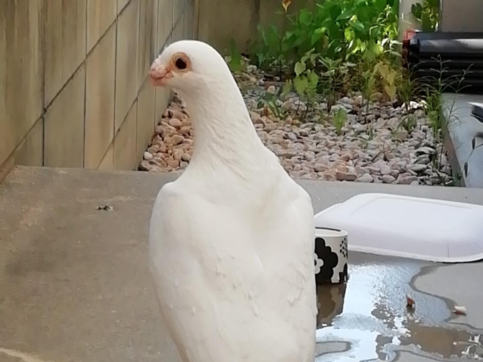 目撃された鳥 目撃された鳥