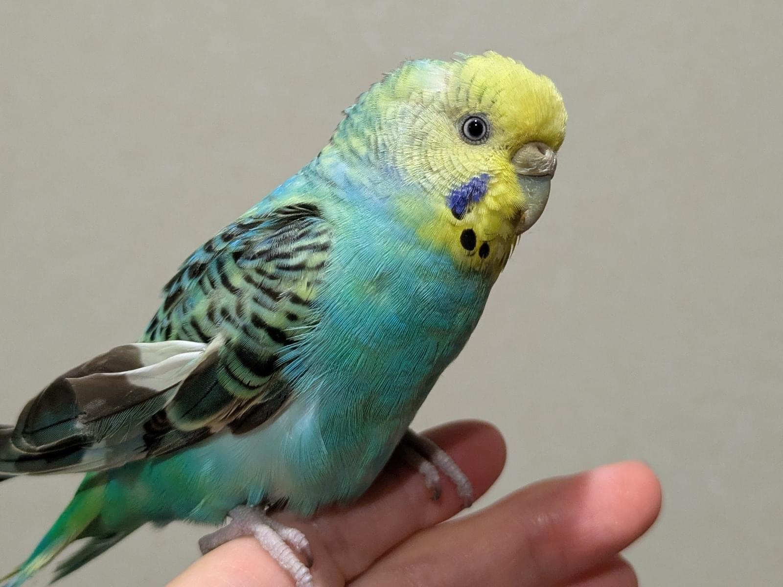 保護された鳥 保護された鳥