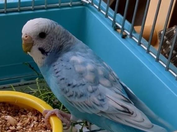 ぴーちゃん ぴーちゃん