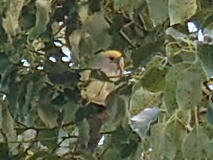 目撃された鳥 目撃された鳥