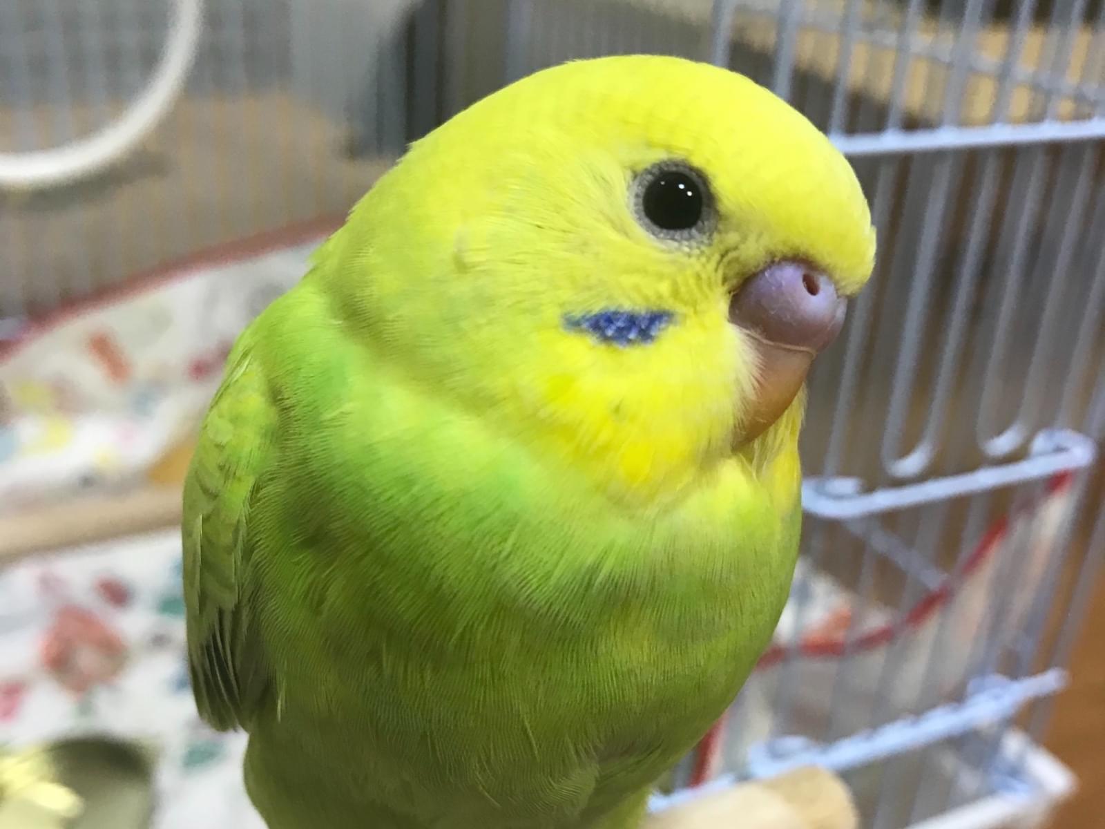 ちゃまちゃん ちゃまちゃん