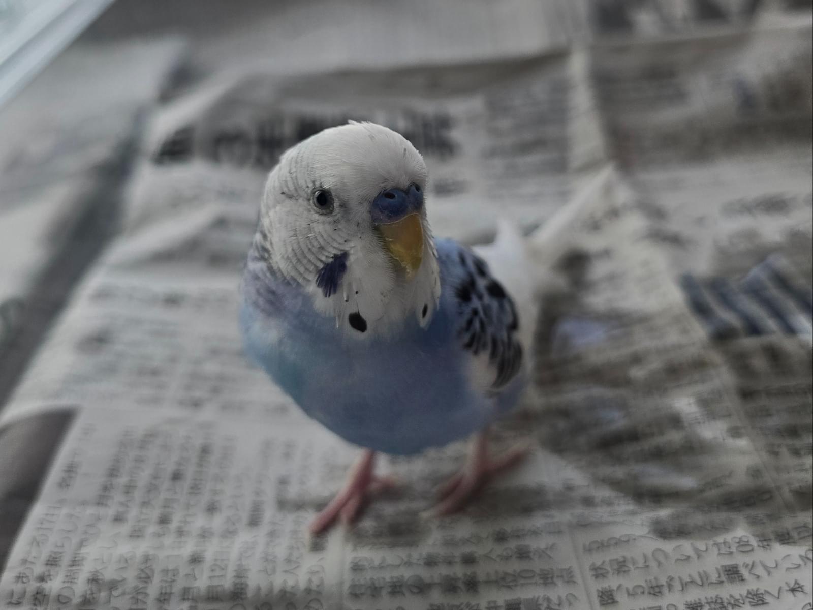 保護された鳥