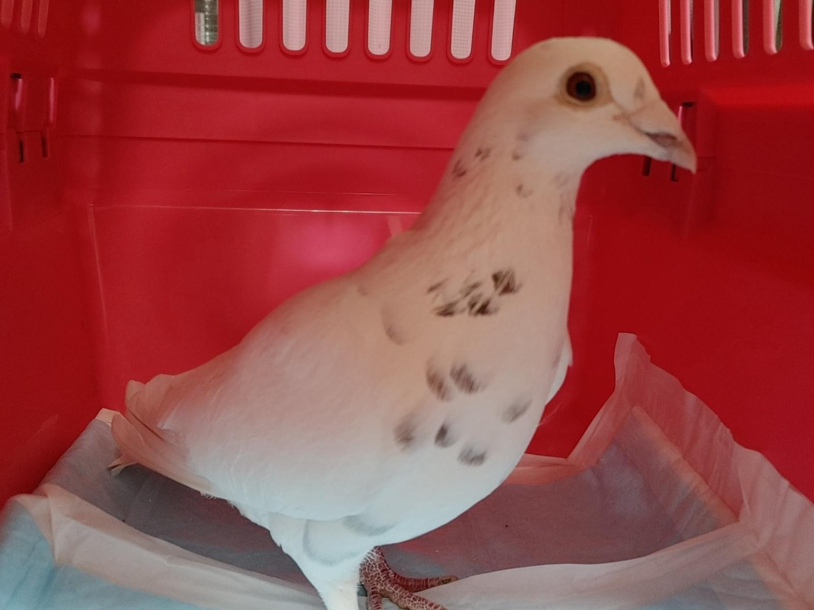 保護された鳥 保護された鳥