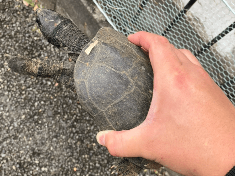 保護されたペット