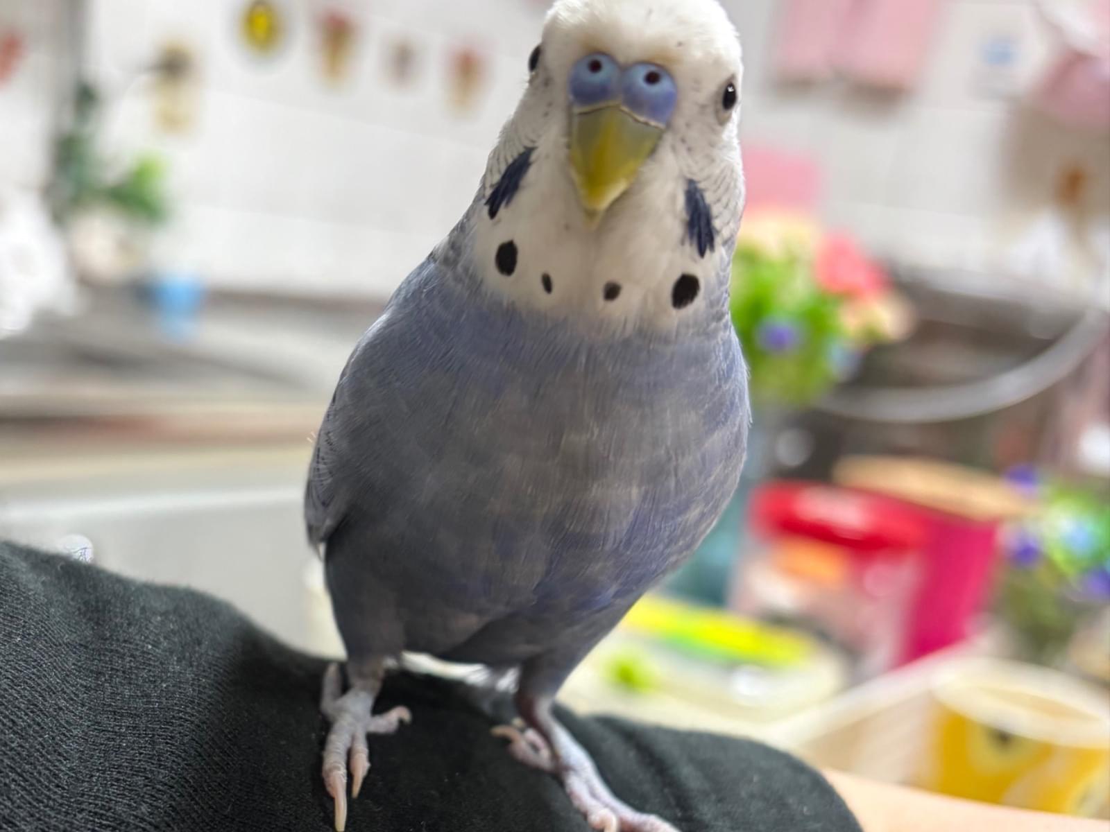 ふくちゃん ふくちゃん