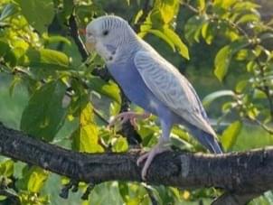 目撃された鳥 目撃された鳥