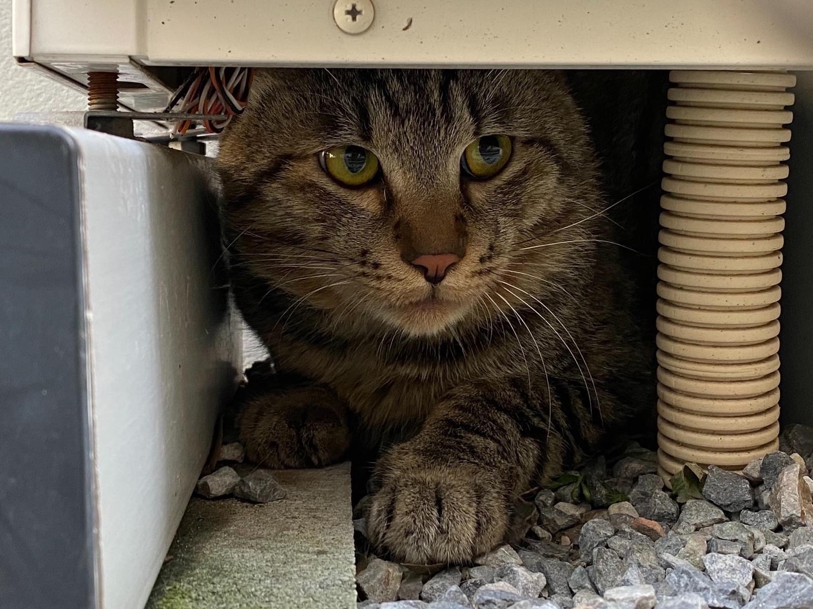 目撃された猫 目撃された猫