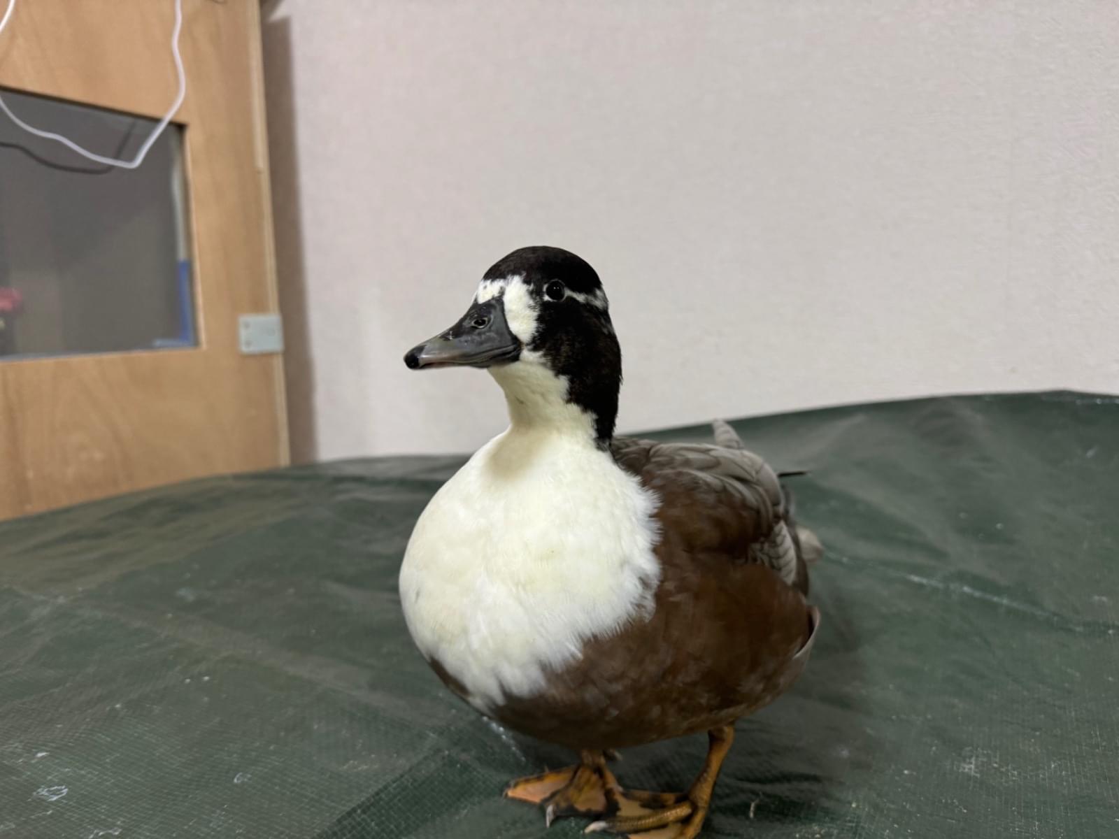 ズンちゃん ズンちゃん