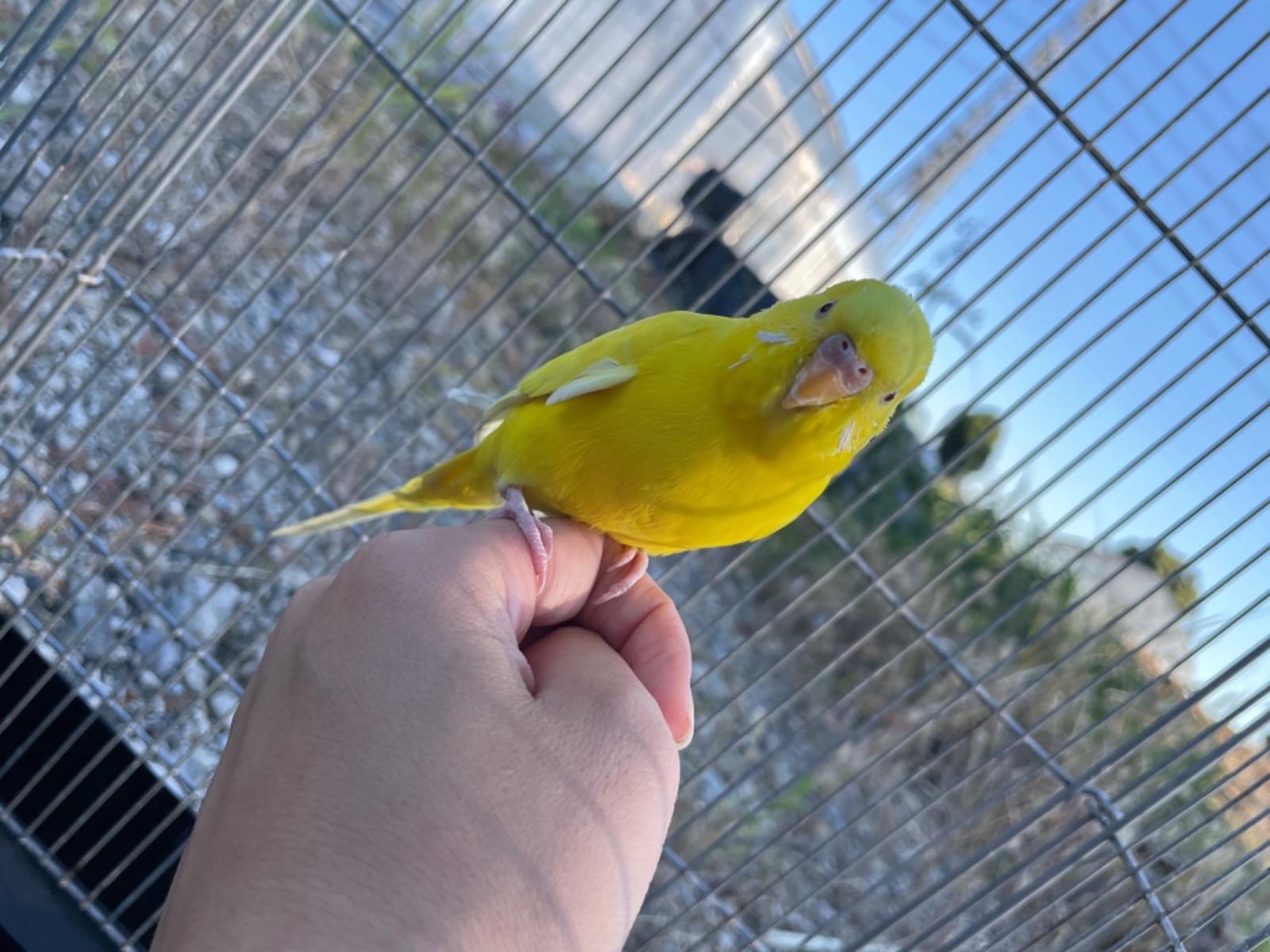 保護された鳥 保護された鳥