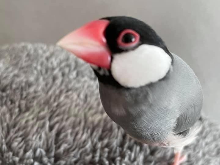 ぶんこちゃん ぶんこちゃん