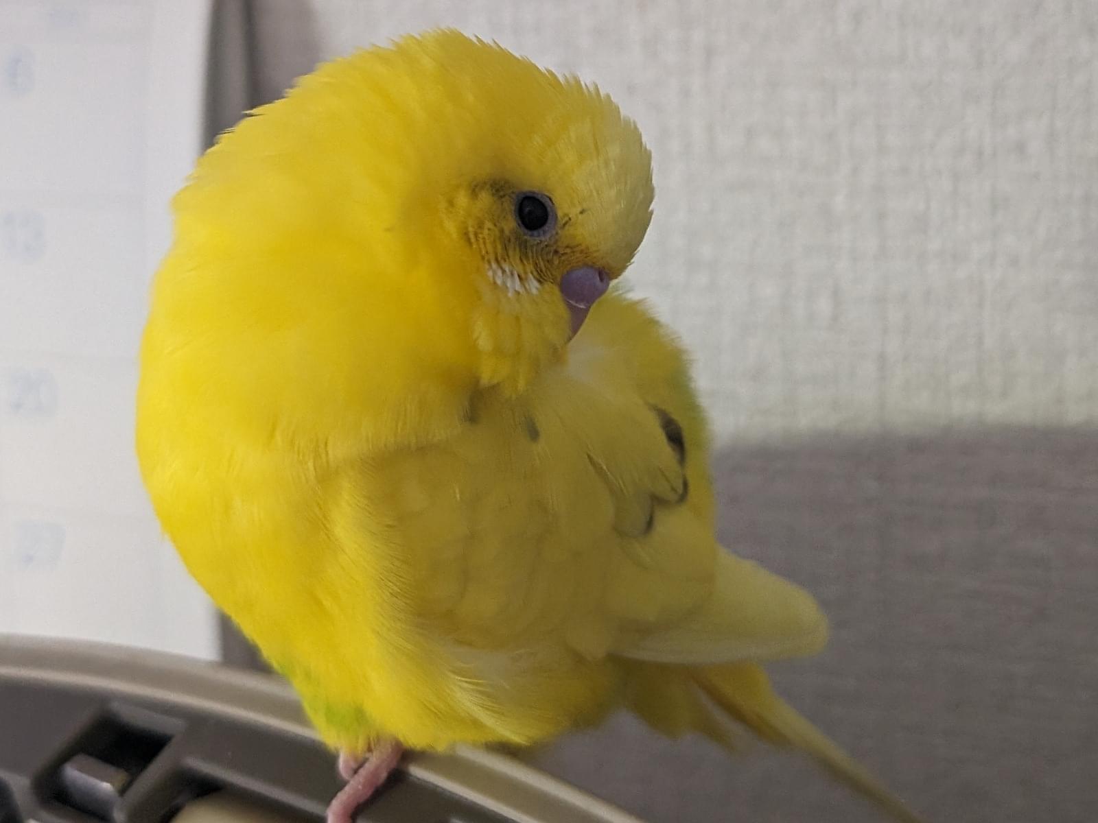 ピッコロちゃん ピッコロちゃん