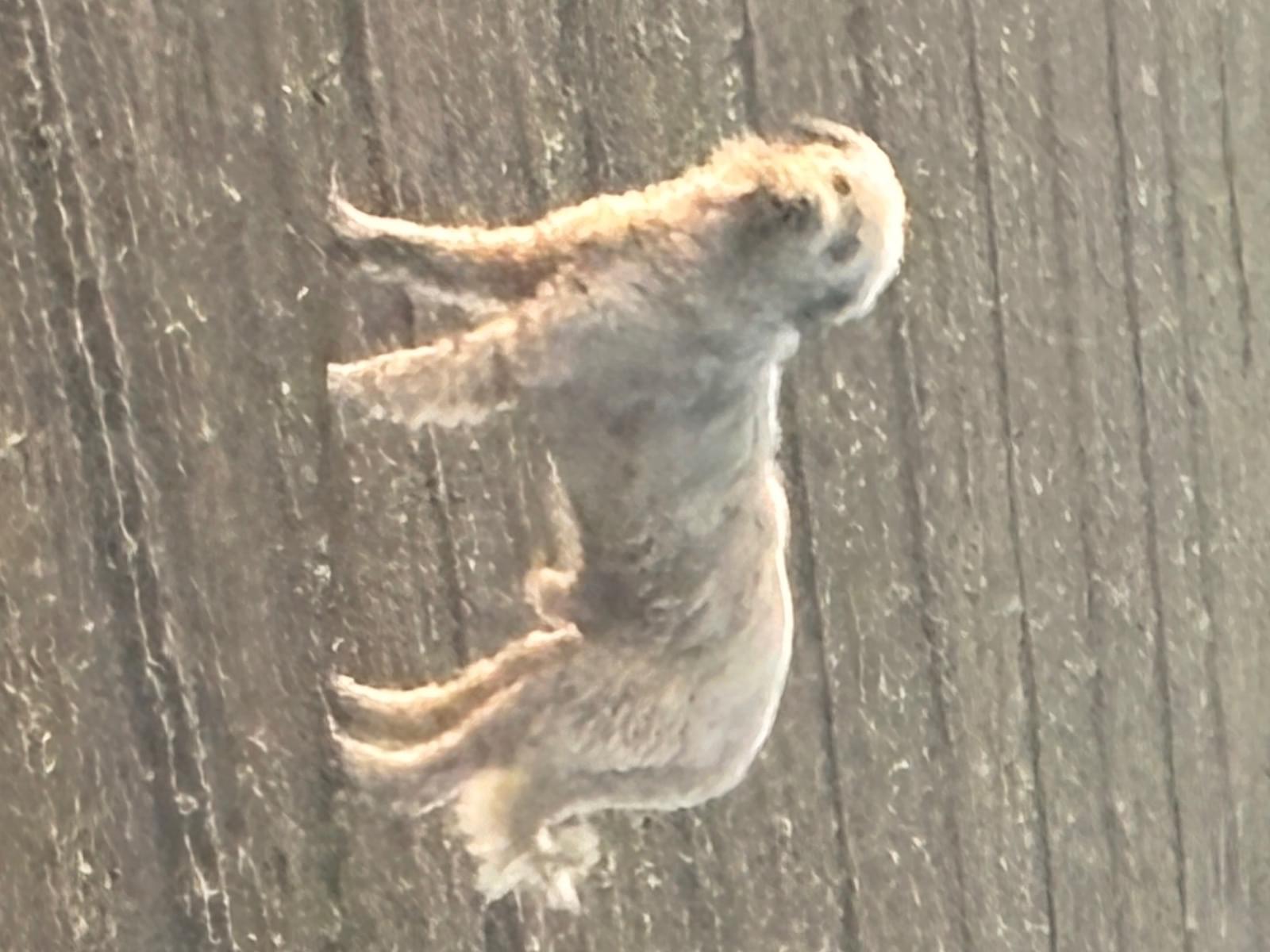 目撃された犬 目撃された犬